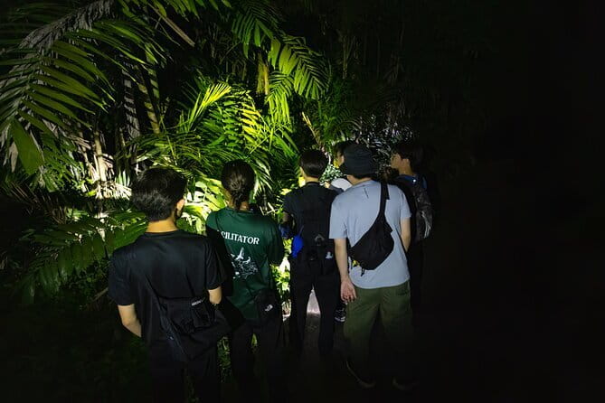 Explore a Rainforest teeming with Wildlife at Night! - Key points to know before you book