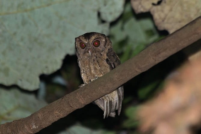 Explore a Rainforest teeming with Wildlife at Night! - Why Singapore’s forest is worth seeing after dark