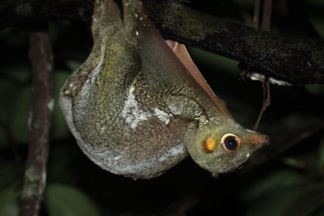 Explore a Rainforest teeming with Wildlife at Night! - A slow search rather than a standard sightseeing tour