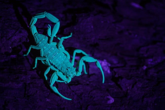 Explore a Rainforest teeming with Wildlife at Night! - Is the $88 price good value?
