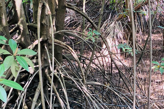 Exploring Singapore’s Forgotten Hills - Following the Southern Ridges through forest and heritage