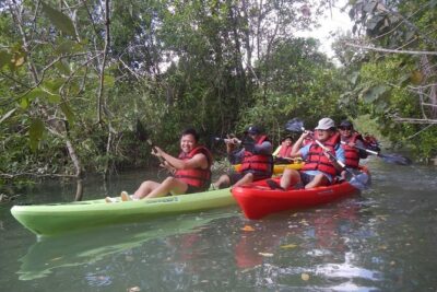 Mangrove Kayaking Adventure in Singapore