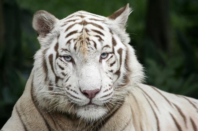 Morning at the Zoo with 1-way Transfer (Free & Easy) - Key points before you book