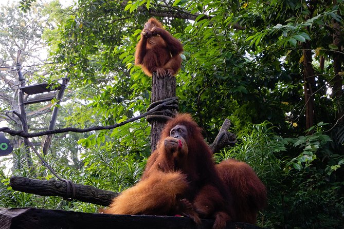 Morning at the Zoo with 1-way Transfer (Free & Easy) - What you can see in a short morning