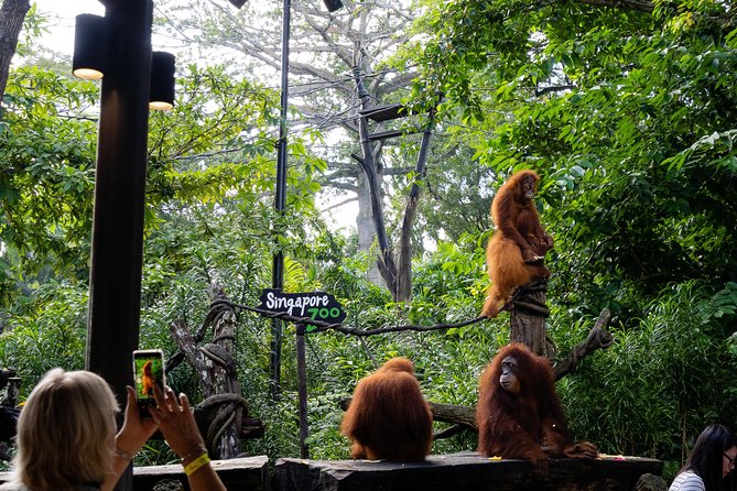 Morning at the Zoo with 1-way Transfer (Free & Easy) - Why the one-way transfer matters