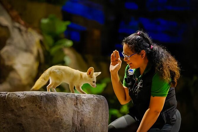 Night Safari Singapore Skip the Line Tickets with Tram Ride - Why nighttime changes the animal visit