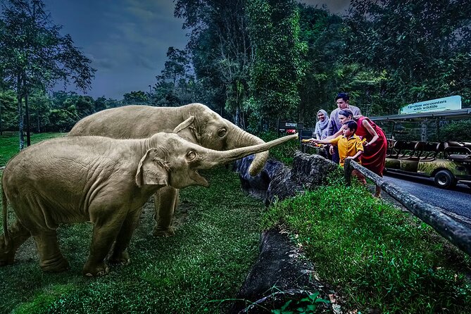 Night Safari Tickets with Tram Ride - Why the Night Safari feels different after dark