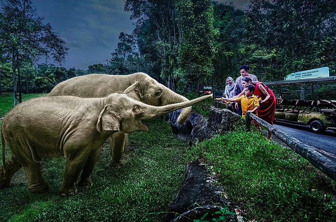 Night Safari Tickets with Tram Ride - A useful warning about receiving the ticket