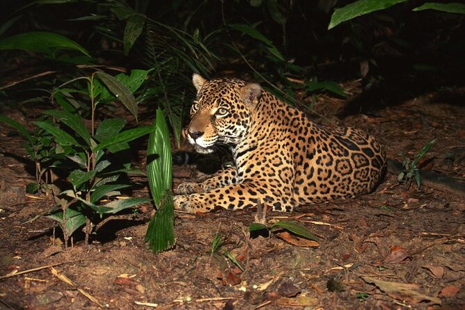 Night Safari Tour with Transfer - The 6:00 pm pickup and ride to Mandai