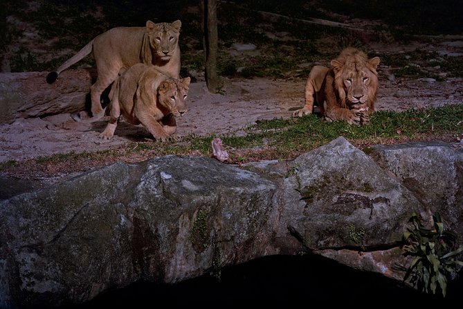 Night Safari Tour with Transfer - Adding dinner at Ulu Ulu Safari Restaurant