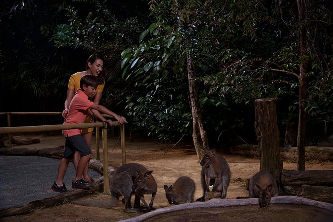 Night Safari Tour with Transfer - Crowds, queues, and the real pace of the evening