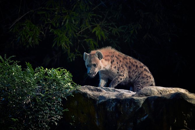 Night Safari Tour with Transfer - Is $101.40 a fair price?