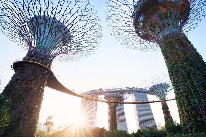The Supertree Grove at Gardens by the Bay