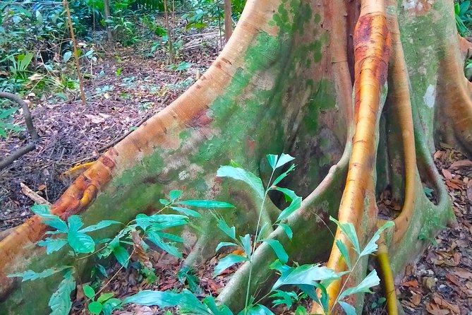 Private Tour Singapore Botanic Garden (UNESCO) - Singapore Botanic Gardens and its rainforest trails