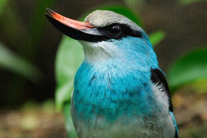 Singapore Bird Paradise Entry Ticket - What your admission gets you at Bird Paradise