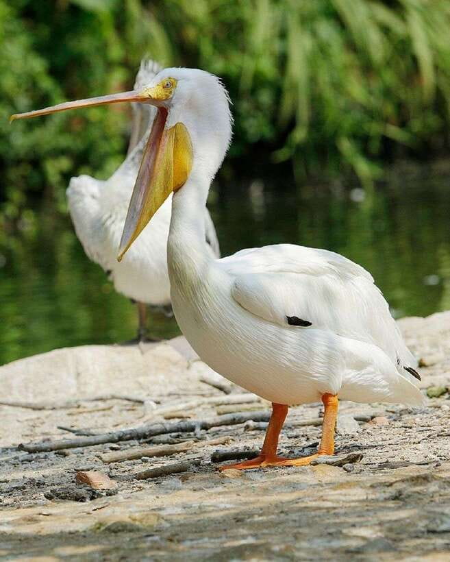 Singapore: Bird Paradise Entry Ticket - Feeding sessions, exhibits, and the Panorail