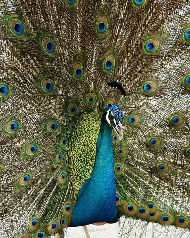 Singapore: Bird Paradise Entry Ticket - Comfort, access, and who will enjoy it most