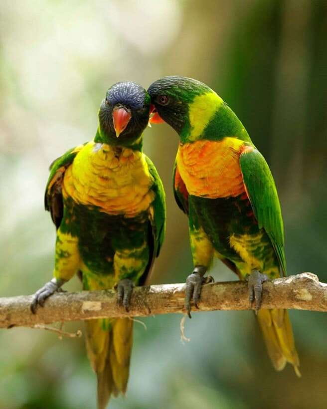 Singapore: Bird Paradise Entry Ticket - What the $39 ticket includes