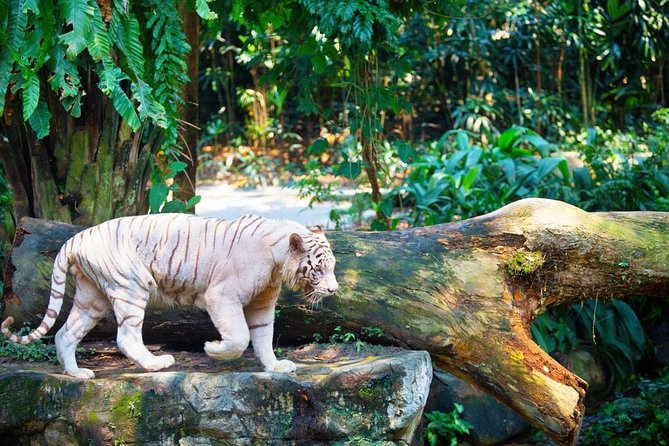 Singapore Bird Paradise & Zoo Full Day (Ticket & Transfer ) - What the private transfer adds