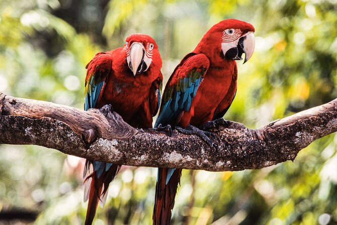 Singapore Bird Paradise & Zoo Full Day (Ticket & Transfer ) - Who will get the most from this experience