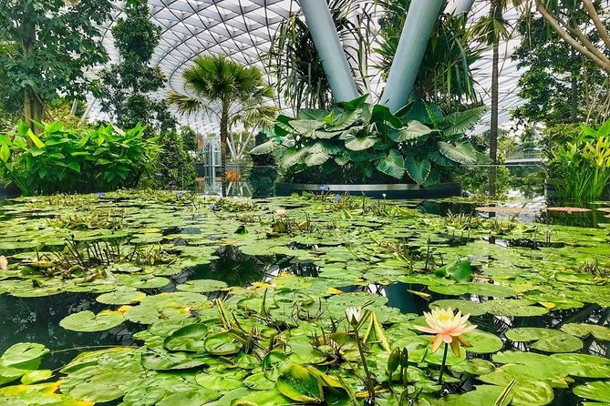Singapore Changi Jewel Highlights Walking Tour - Meeting your Discover Jewel Host at noon