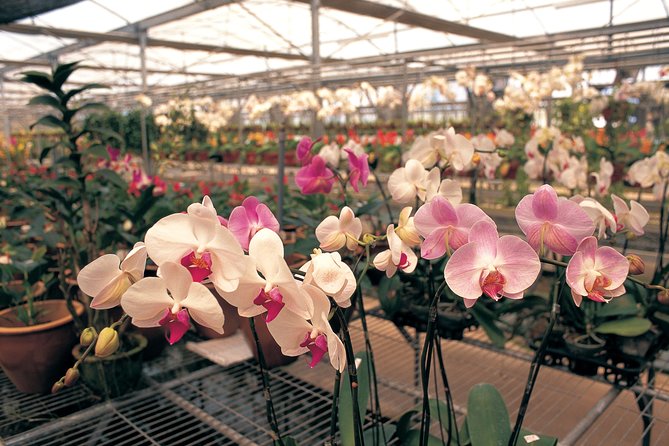 Singapore Morning City Tour - The National Orchid Garden’s 45 minutes