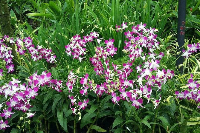 Singapore: National Orchid Garden Admission Ticket - How long should you spend there?