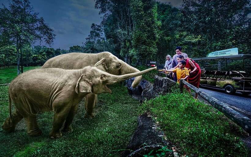 Singapore: Night Safari Singapore Entry Ticket + Tram Ride - What the $45 ticket really gives you