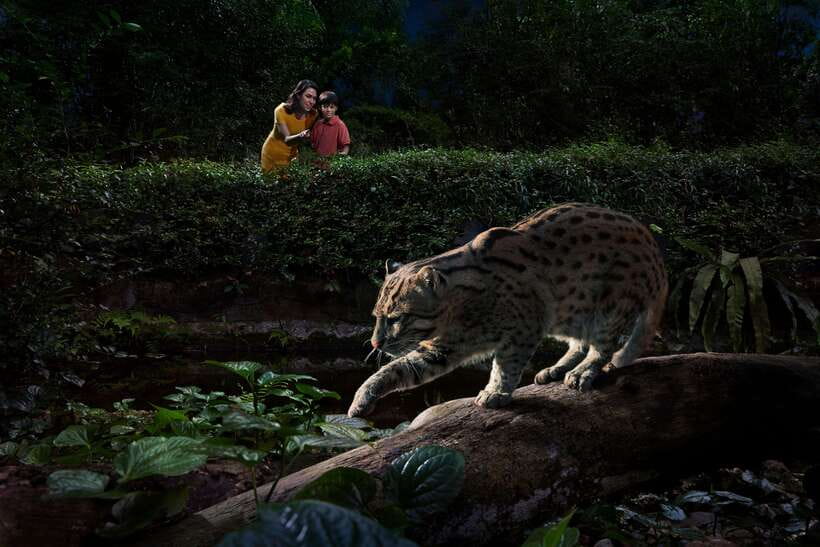Singapore: Night Safari Singapore Entry Ticket + Tram Ride - Walk the four trails for closer animal encounters