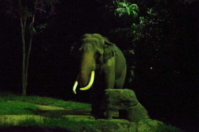 Singapore: Night Safari Singapore Entry Ticket + Tram Ride
