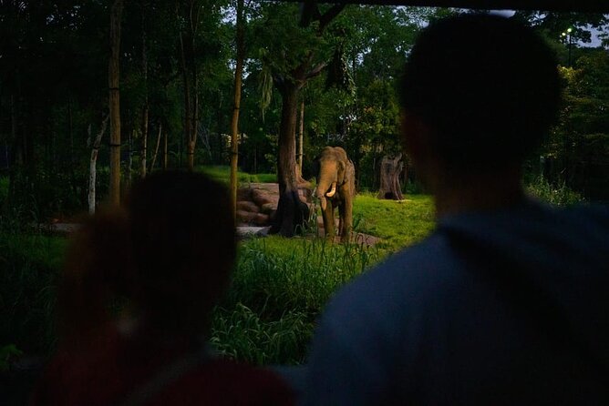 Singapore Night Safari Ticket Experience - Fishing Cat Trail and Forest Giant Trail