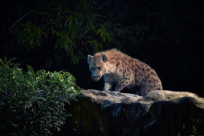 Singapore Night Safari Ticket Experience - Families, walking needs, and who should book