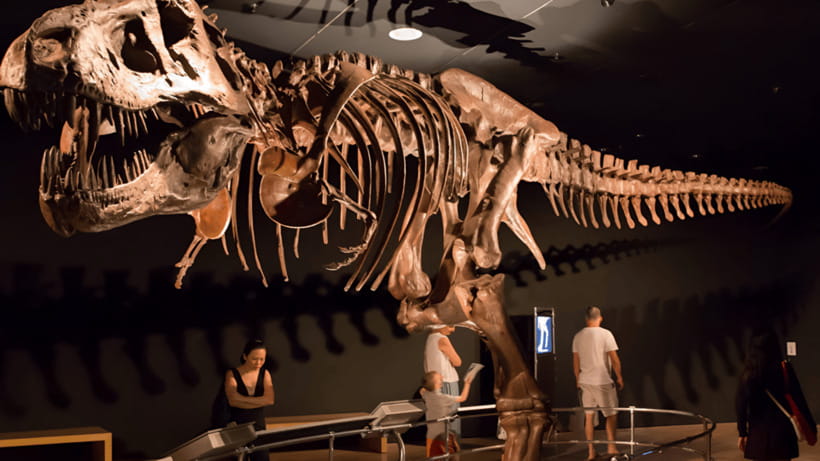 Singapore: Omni Theatre IMAX Show Admission Ticket - Why the $11 price works