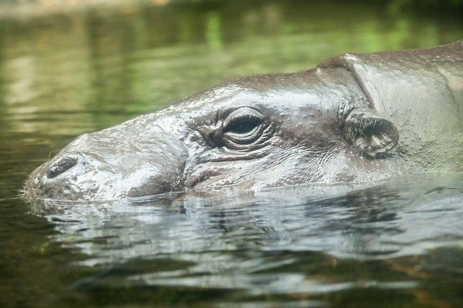 Singapore River & Night Safari-COMBO (Shared Transfer) - Who will enjoy this combo most?