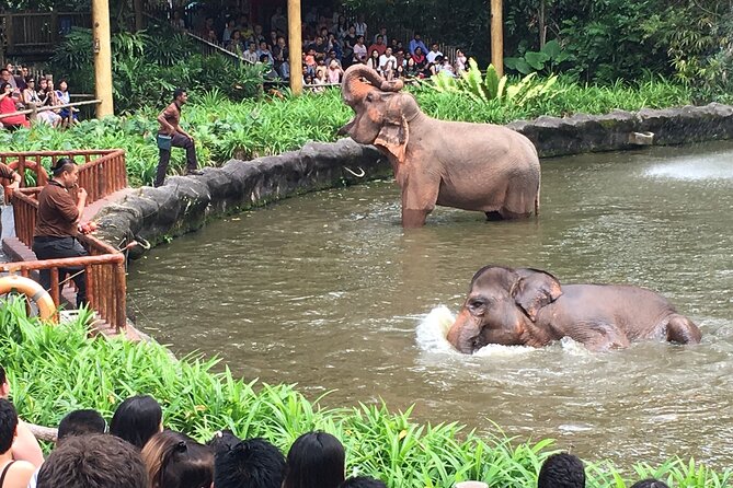 Singapore Zoo & Night Safari Day ( Tickets & Transfer ) - What the transfer adds, and what it does not