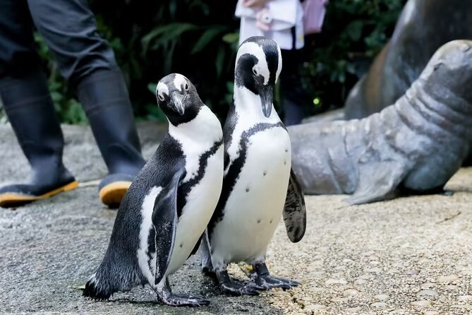 Singapore Zoo with Tram Ride Experience for Tourist - Is $57 a fair price?